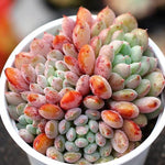 PRESALE Echeveria Sub Queen