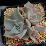 PRESALE Echeveria Madiba, Cluster, (Random)