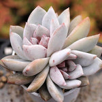 PRESALE Echeveria Trumso, Double