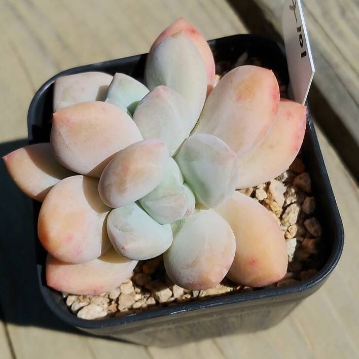 (RESERVED) Pachyphytum Sp.