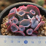 PRESALE Echeveria Trumpet Pinky, (Random)