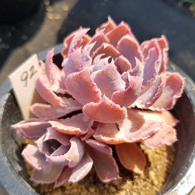 PRESALE Echeveria Shaviana Madre Del Sur, (Random)