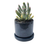 3" Chive Minute Pot- Deepest Navy