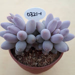 PRESALE Pachyphytum Machucae, (Not so Random)