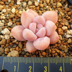 PRESALE Echeveria Arteusa, (Random)