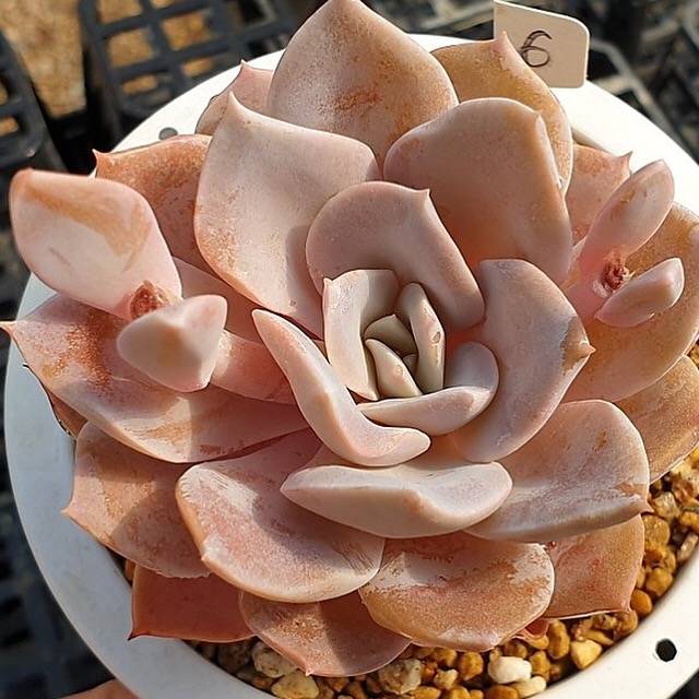 PRESALE Echeveria Grouse, (Random)