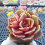 PRESALE  Echeveria My Star, (Random)