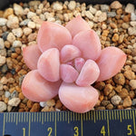 PRESALE Echeveria Arteusa, (Random)