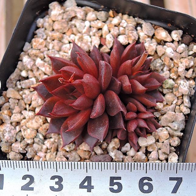PRESALE Echeveria Purple Star, (Not so Random)