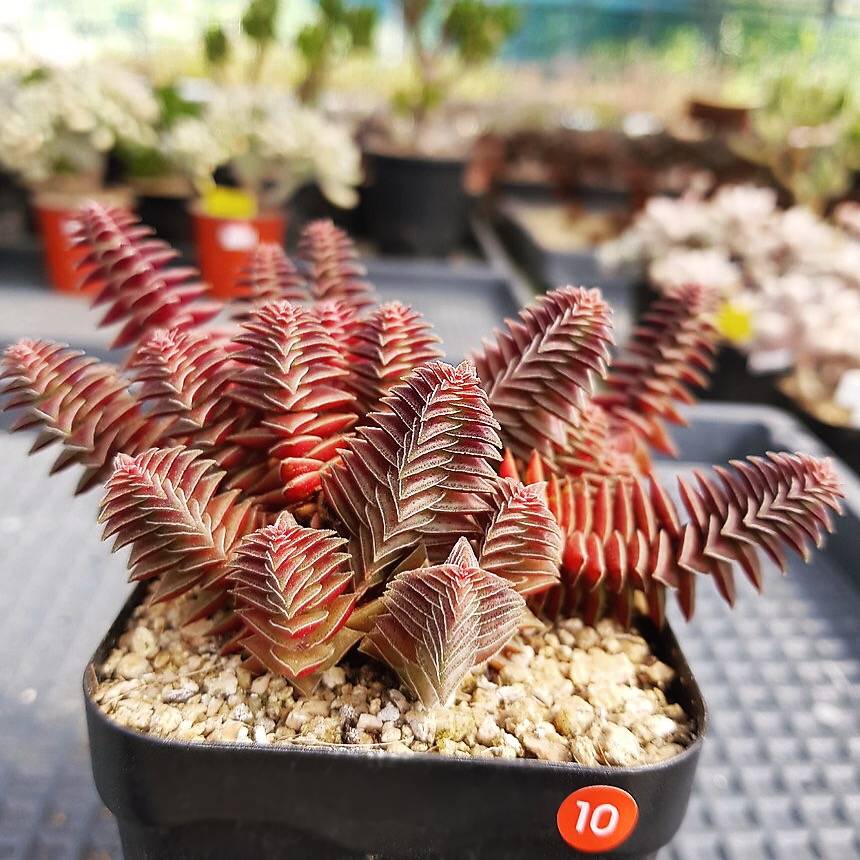 RESERVED) Crassula Capitella  Cedar Creek Farmhouse