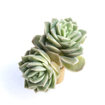 Echeveria Lovely Rose, (Double)
