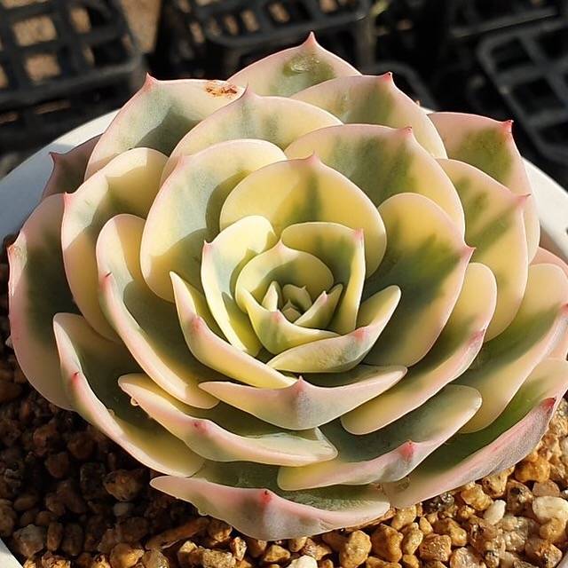 MOTHER'S DAY WEEKEND FLASH SALE! PRESALE Echeveria Lenore Dean, (Random)