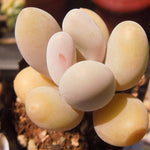 PRESALE Pachyphytum Beauty, (Random)