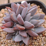 PRESALE Echeveria Lulu, Cluster, (Random)