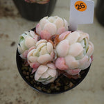 MOTHER'S DAY WEEKEND FLASH SALE! PRESALE Echeveria Elegans, Mini Clusters, (Random)