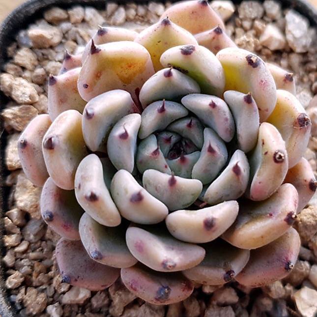 PRESALE Echeveria Canape, (Random)