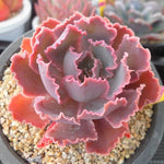 PRESALE Echeveria Shaviana Madre de Sur, (Random)