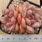Echeveria Ariel, (Not so Random)