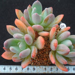 PRESALE Echeveria Raleigh, Triples, (Random)