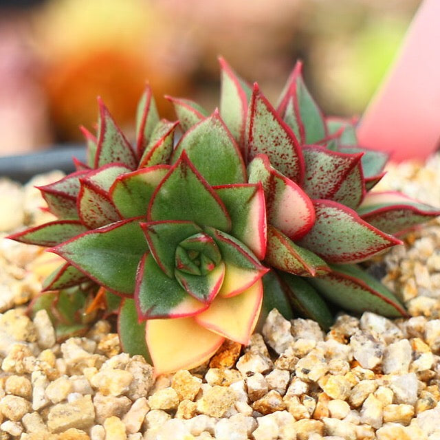 PRESALE Echeveria Monocerotis, Variegata, Triple, (Not so Random)