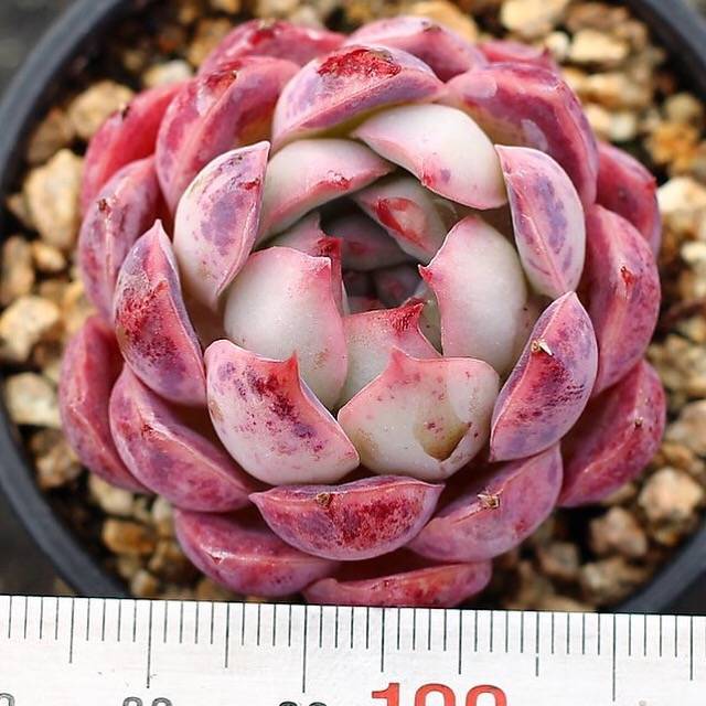 PRESALE Echeveria Helena Sp.