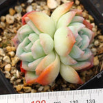 SPECIAL!! JUST CART! PRESALE Echeveria Water Lily, Double