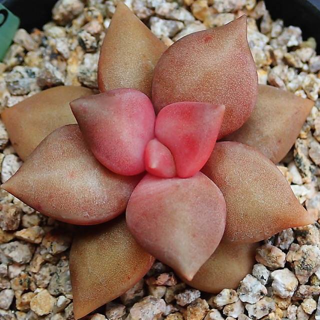 PRESALE Echeveria Xichuaensis, (Random)