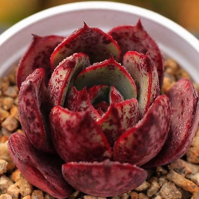 PRESALE Echeveria Firensis Sp.