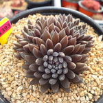 Sinocrassula Yunnanensis, Cluster, (Not so Random)