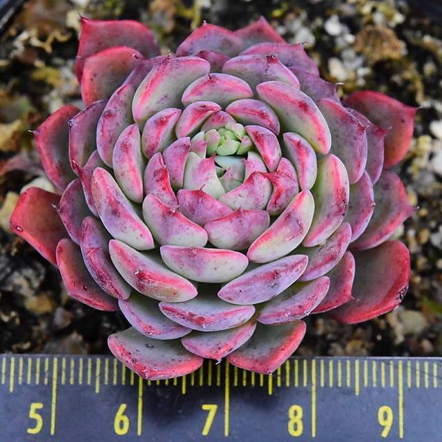 PRESALE Echeveria Sierra, (Random)