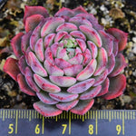 PRESALE Echeveria Sierra, (Random)