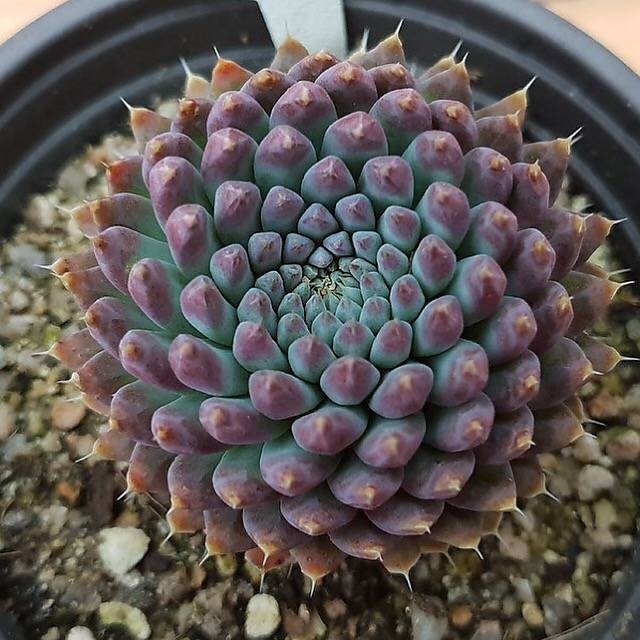 PRESALE Echeveria Sp, (Random)