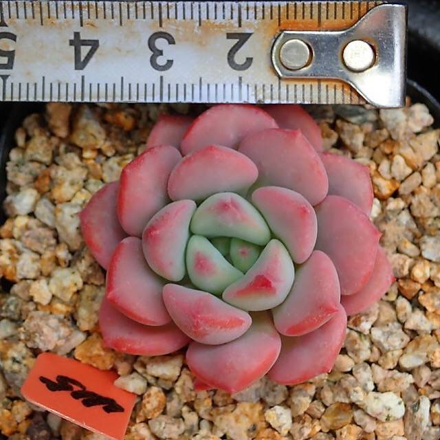 PRESALE Echeveria Lemacho, (Random)