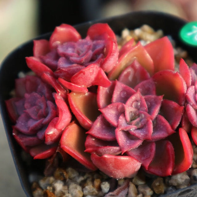 PRESALE  Echeveria Noble Clusters, (Random)