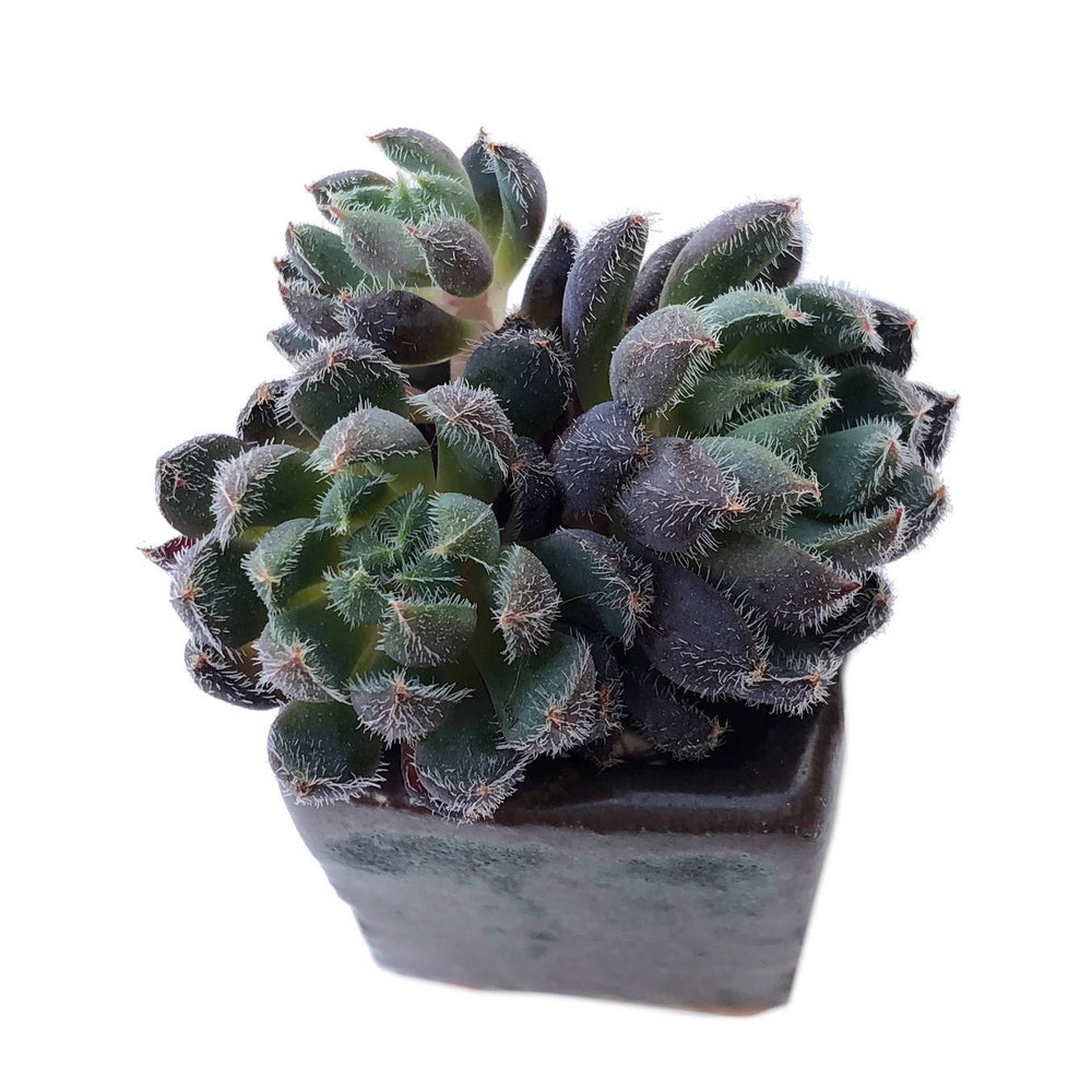 Sale! Echeveria Scorpio