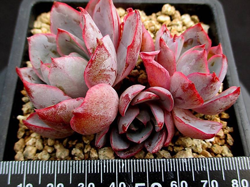 PRESALE Echeveria Hera, (Random)