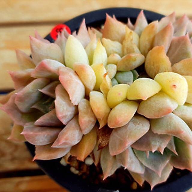 PRESALE Echeveria Charming, Cluster, (Random)