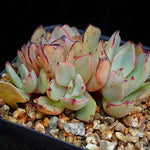 PRESALE Echeveria Strictiflora v Nova, (Random)