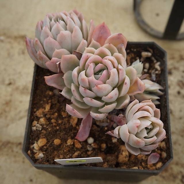 PREVIEW OF MOTHER"S DAY WEEKEND FLASH SALE! PRESALE Graptoveria Rose Queen, (Random)