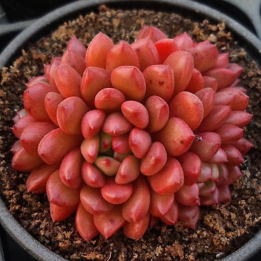 Sedeveria Pink Ruby Clusters, (Random)