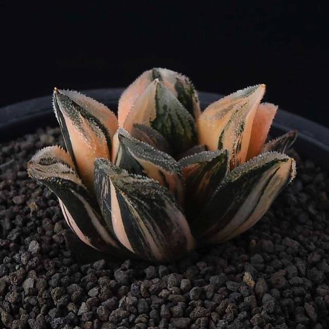 (RESERVED) Tiger Pygmeae