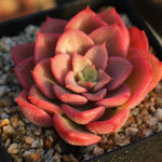 PRESALE Echeveria Noble, (Random)