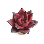 Echeveria Agavoides Ebony