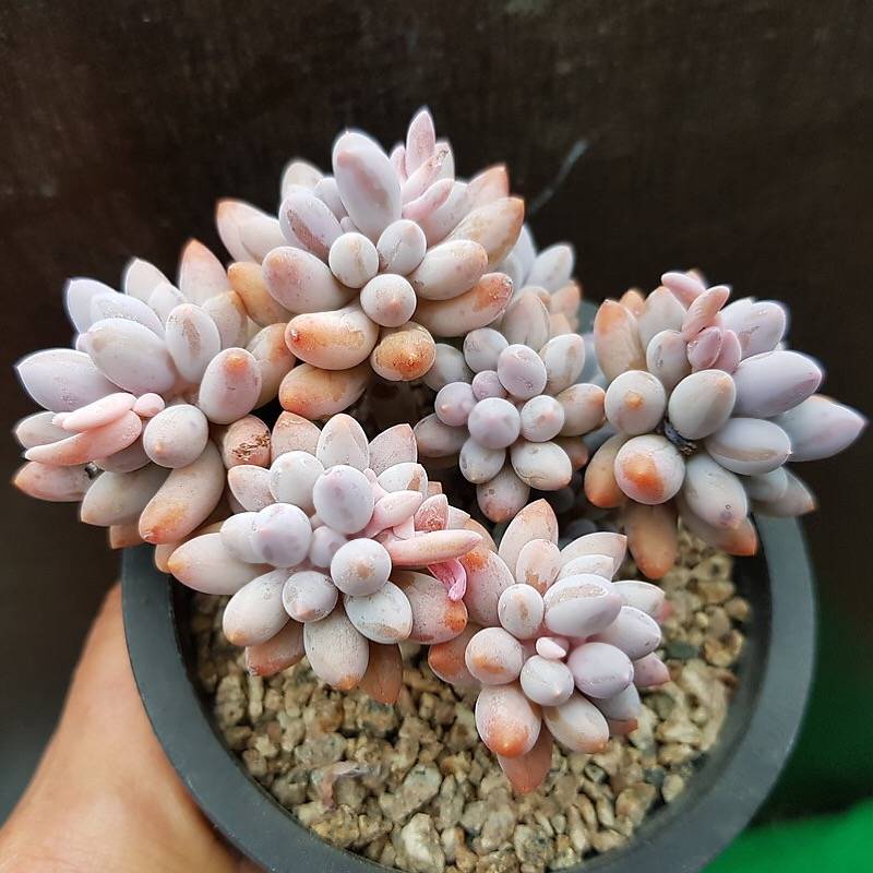 PRESALE Pachyphytum Machucae 'Baby Fingers,' (Random)