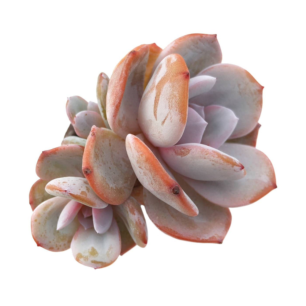 Sale! Echeveria Cream Tea (Soft Bottom Leaves)