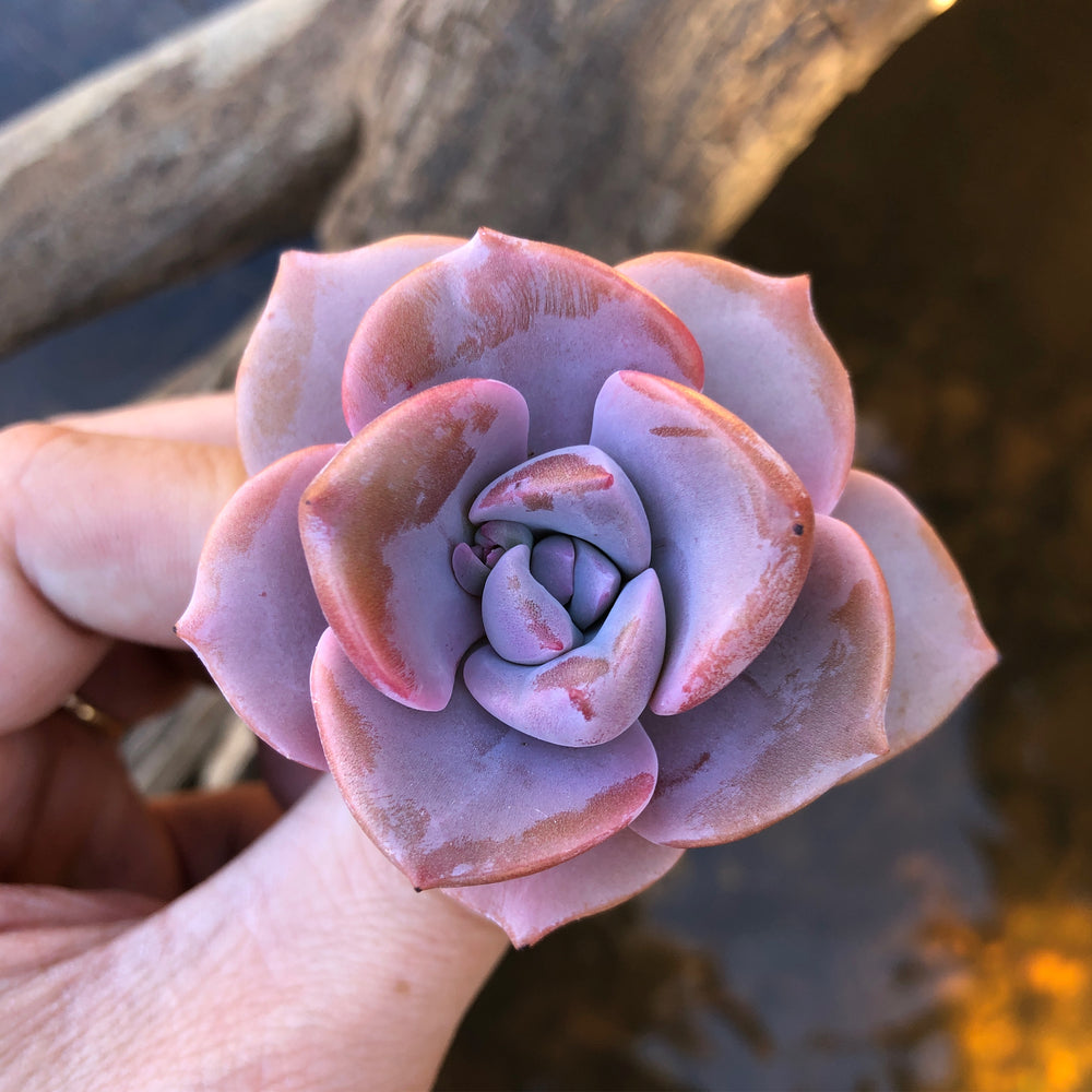 mrs richards succulent Graptoveria Mrs. Richards