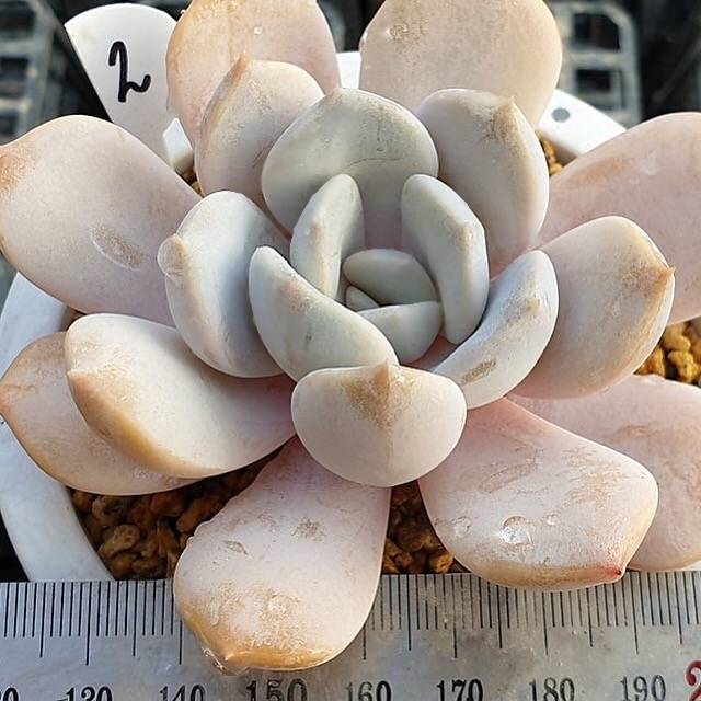 **SPECIAL PRICE** PRESALE Echeveria Tiramisu, (Random)