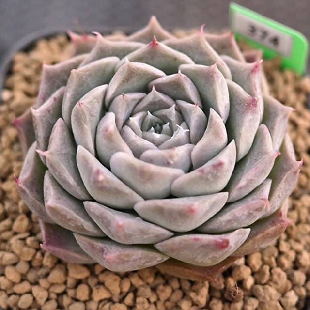 BLACK FRIDAY SNEAK, Echeveria Helena, (Random)