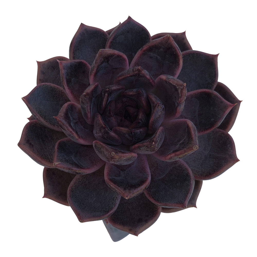 SPECIAL REQUEST- Echeveria Dark Chocolate