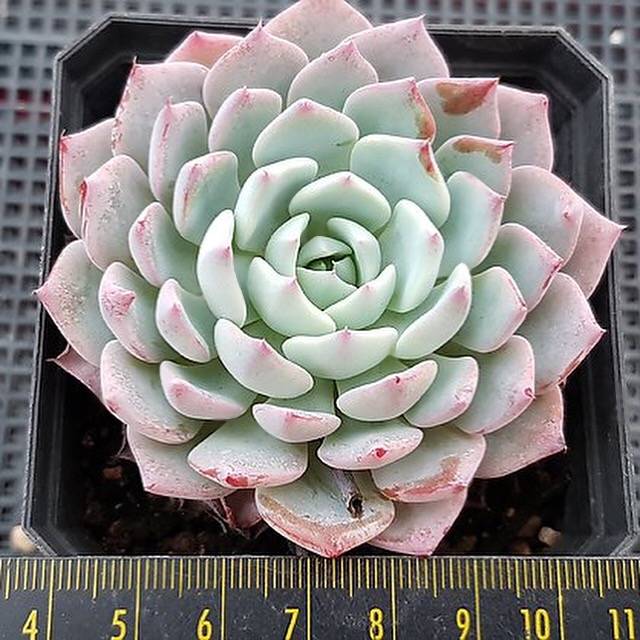 Echeveria Caribbean Blue, (Random)